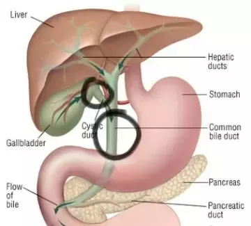 What Causes Itching That Moves Around The Body