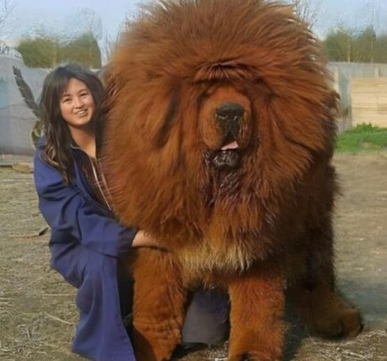What Is The Biggest Dog In The World